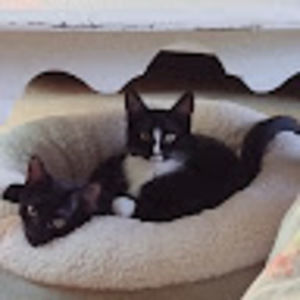 Meet your Posher, Abigail